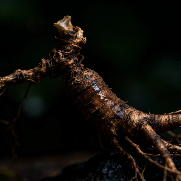Epimedium Root